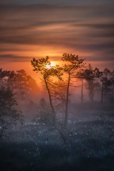 Nordic nature
