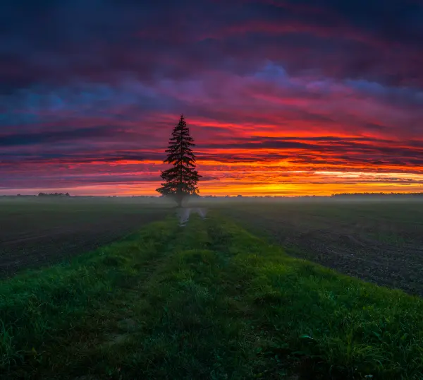 Nordic nature